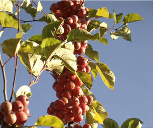 Crabapple new homes